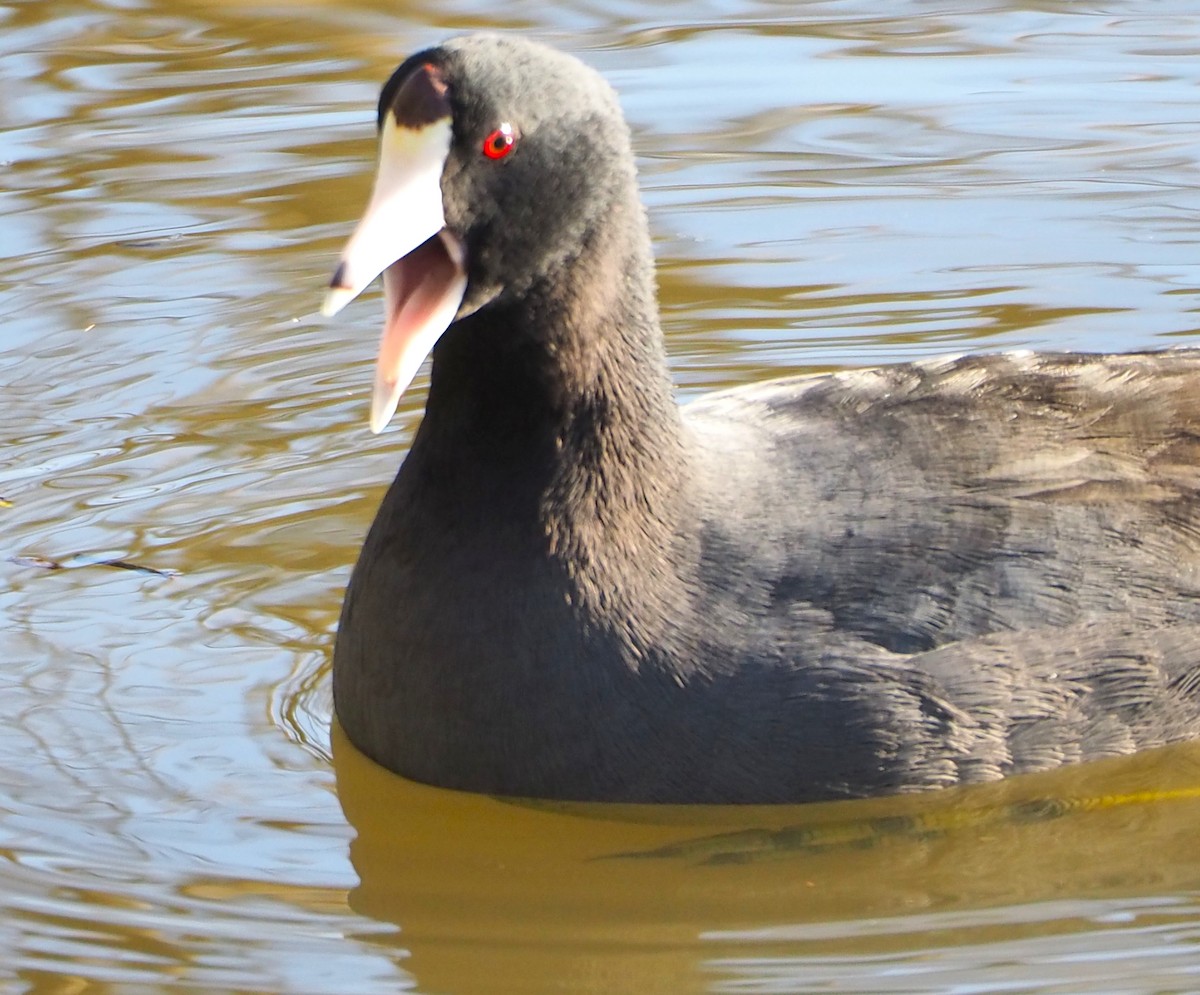 American Coot - ML616263428