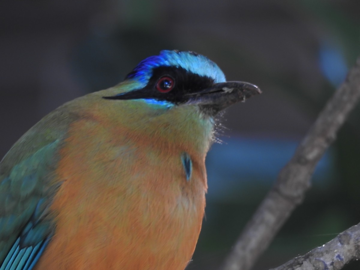 blåpannemotmot - ML616263453