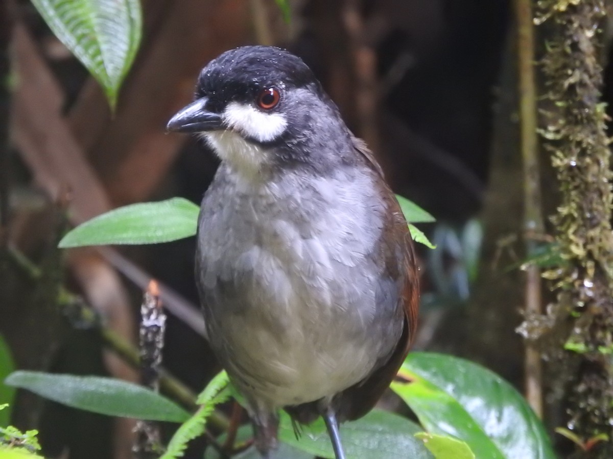 Jocotoco Antpitta - ML616263495