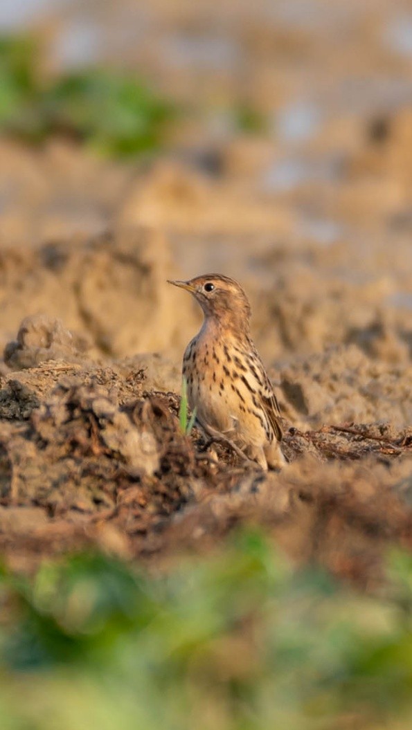 Red-throated Pipit - ML616263503