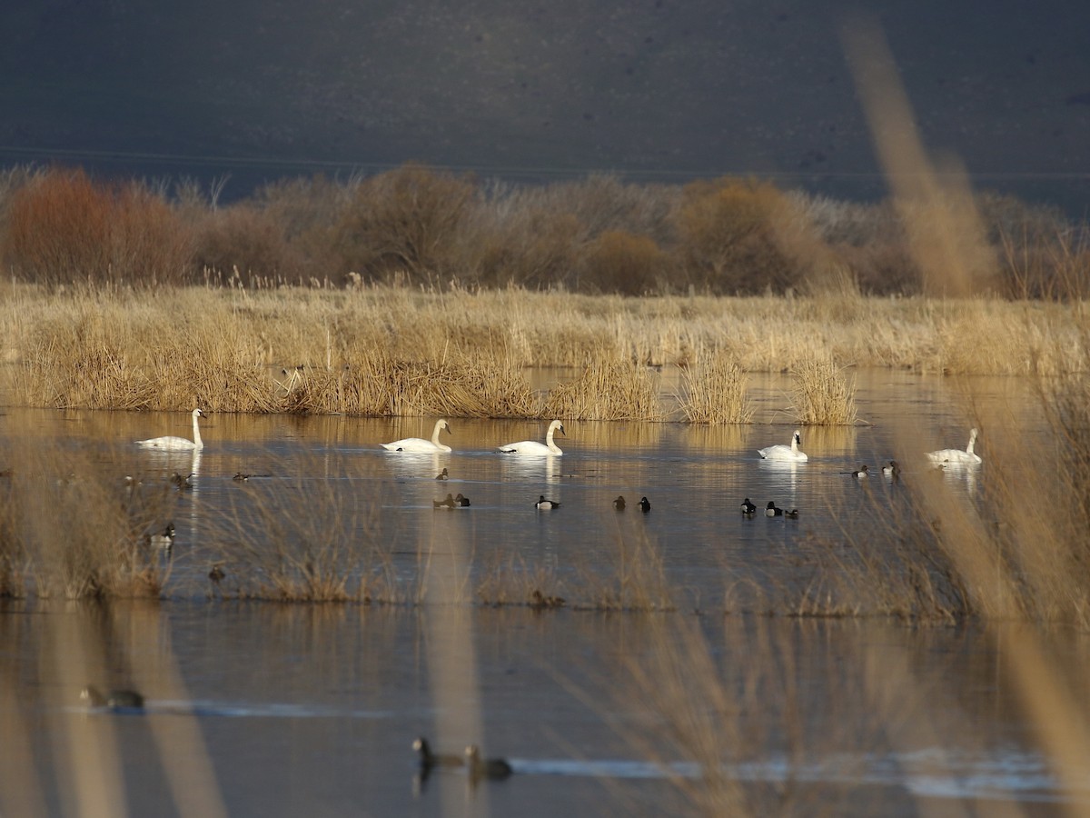 Cygne trompette - ML616263538