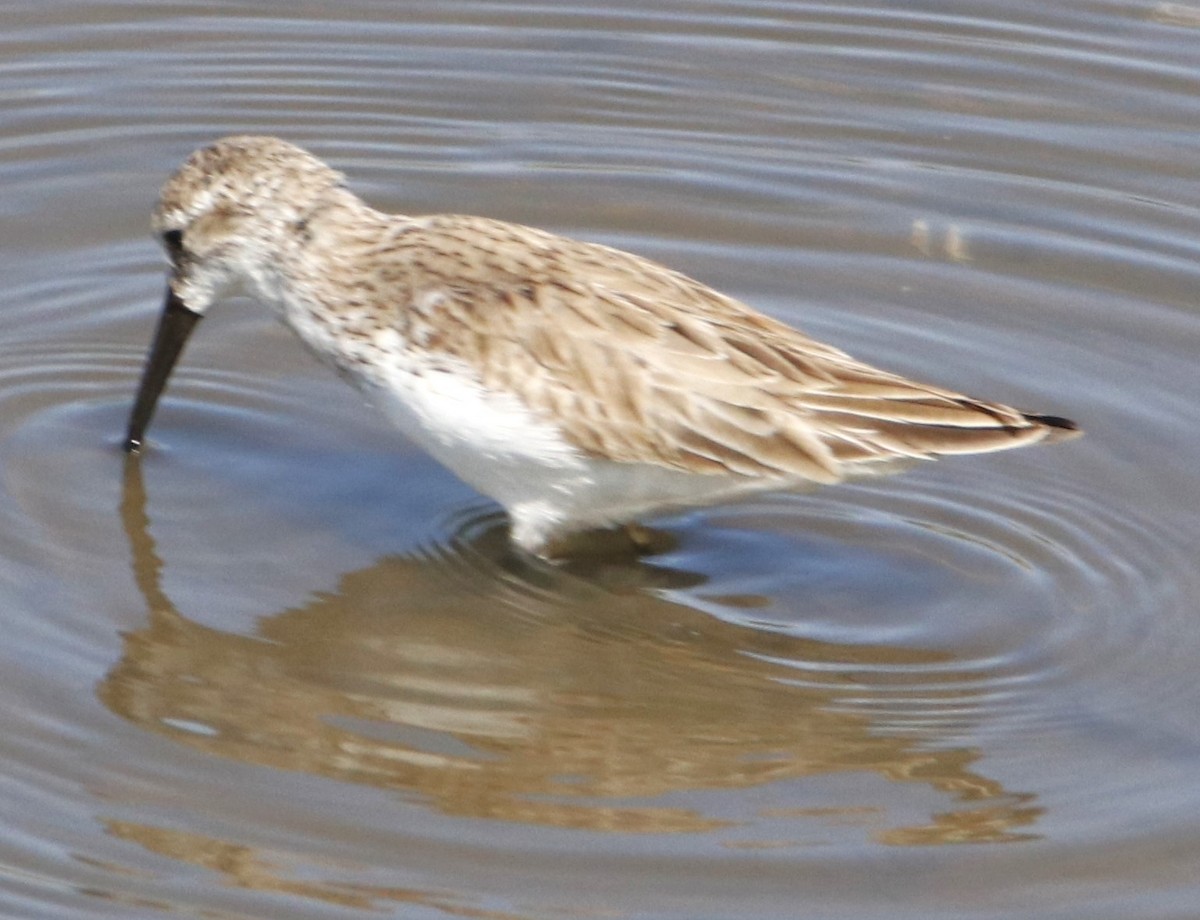 Western Sandpiper - ML616263553