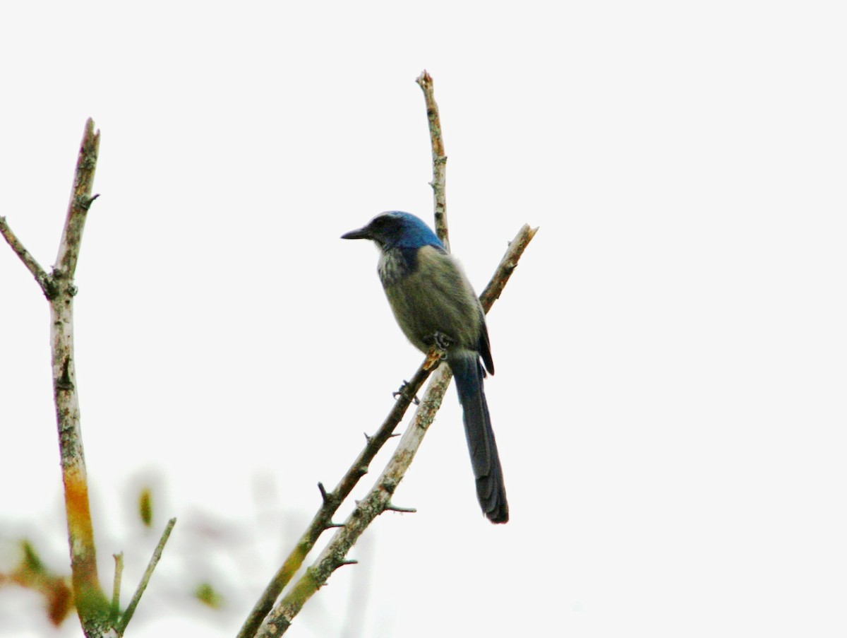 Florida Scrub-Jay - ML616263559