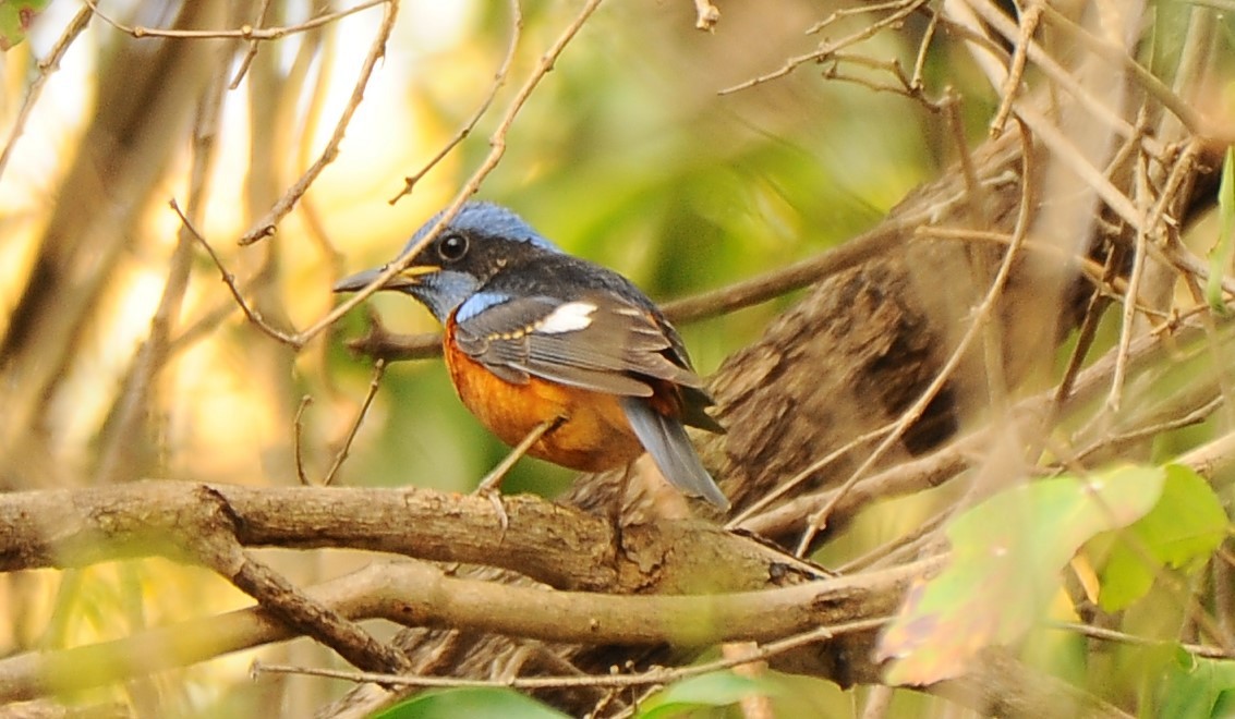 Blue-capped Rock-Thrush - JOE M RAJA