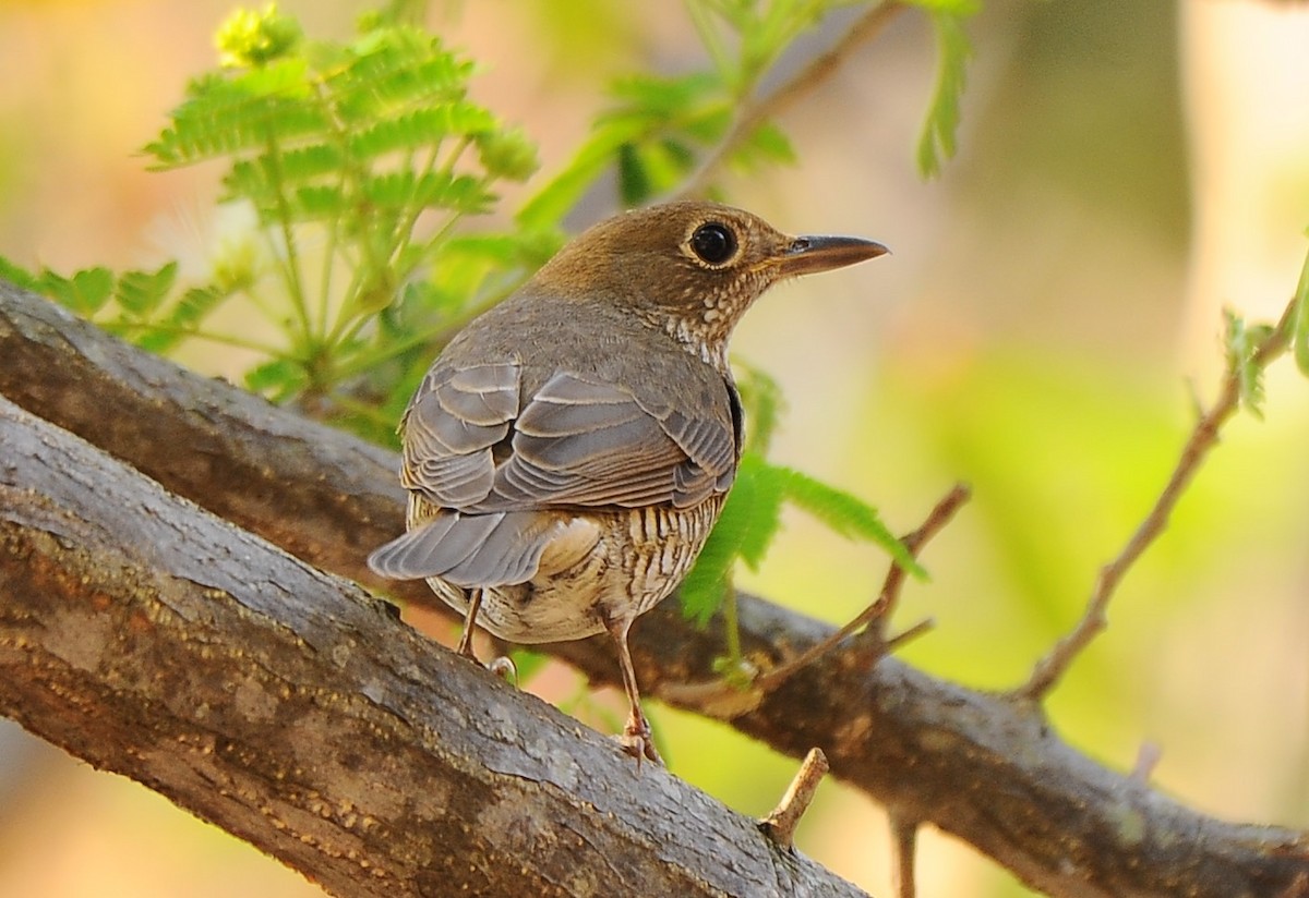 Blue-capped Rock-Thrush - ML616263578