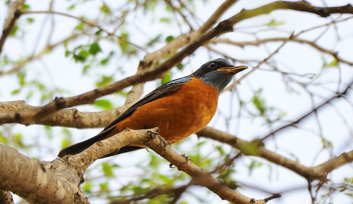 Blue-capped Rock-Thrush - ML616263579