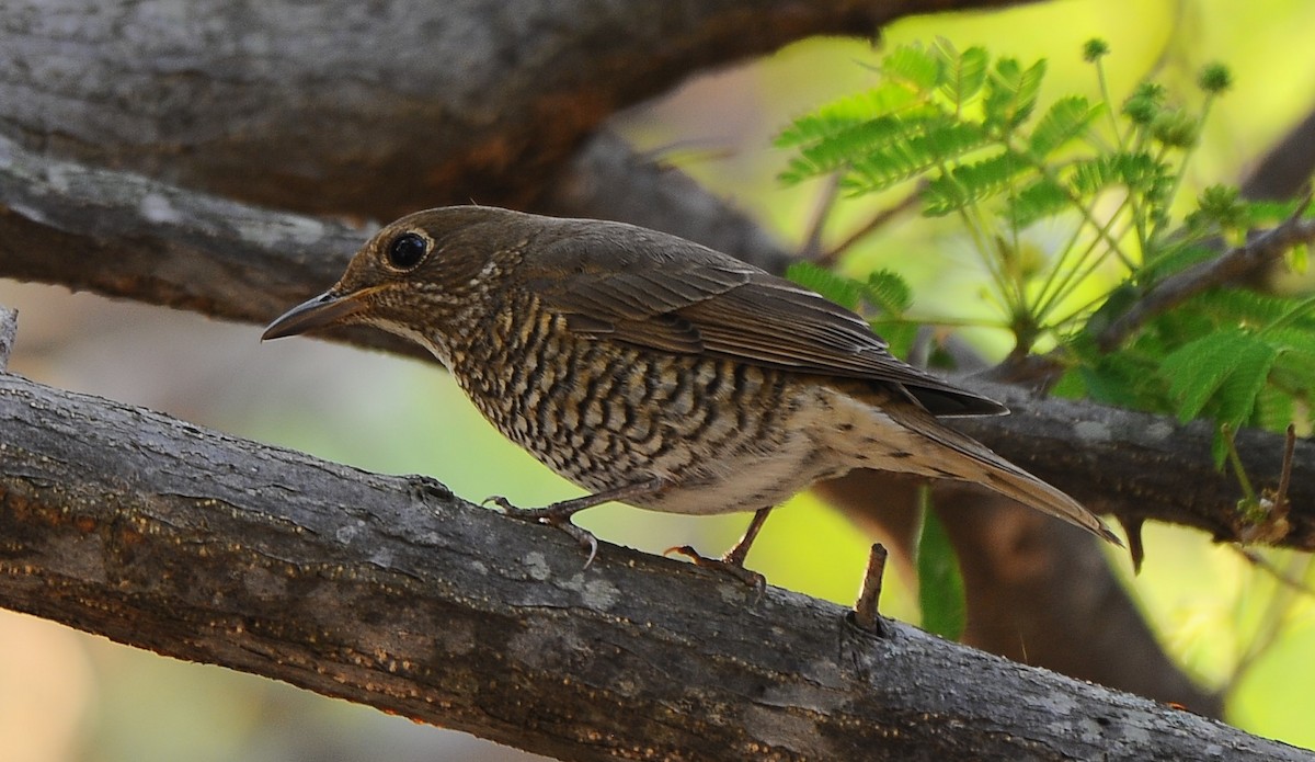 Blue-capped Rock-Thrush - JOE M RAJA