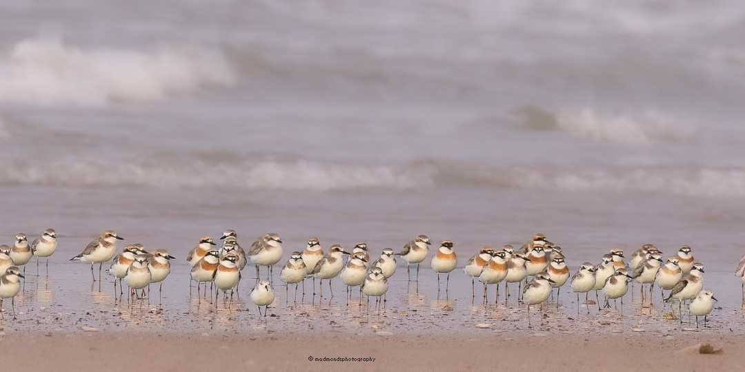 Greater Sand-Plover - Michelle Edmonds