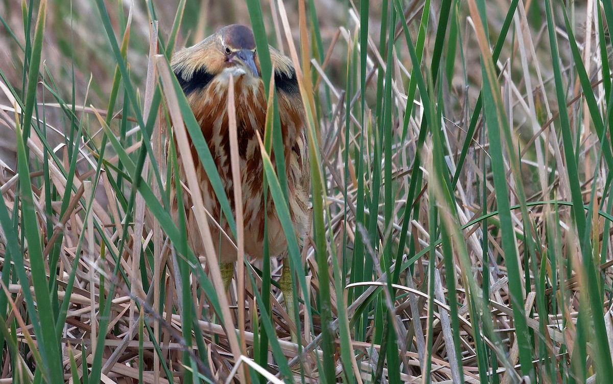 American Bittern - ML616263636