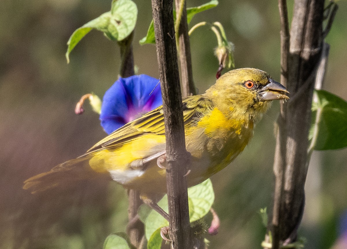 Southern Masked-Weaver - ML616263672