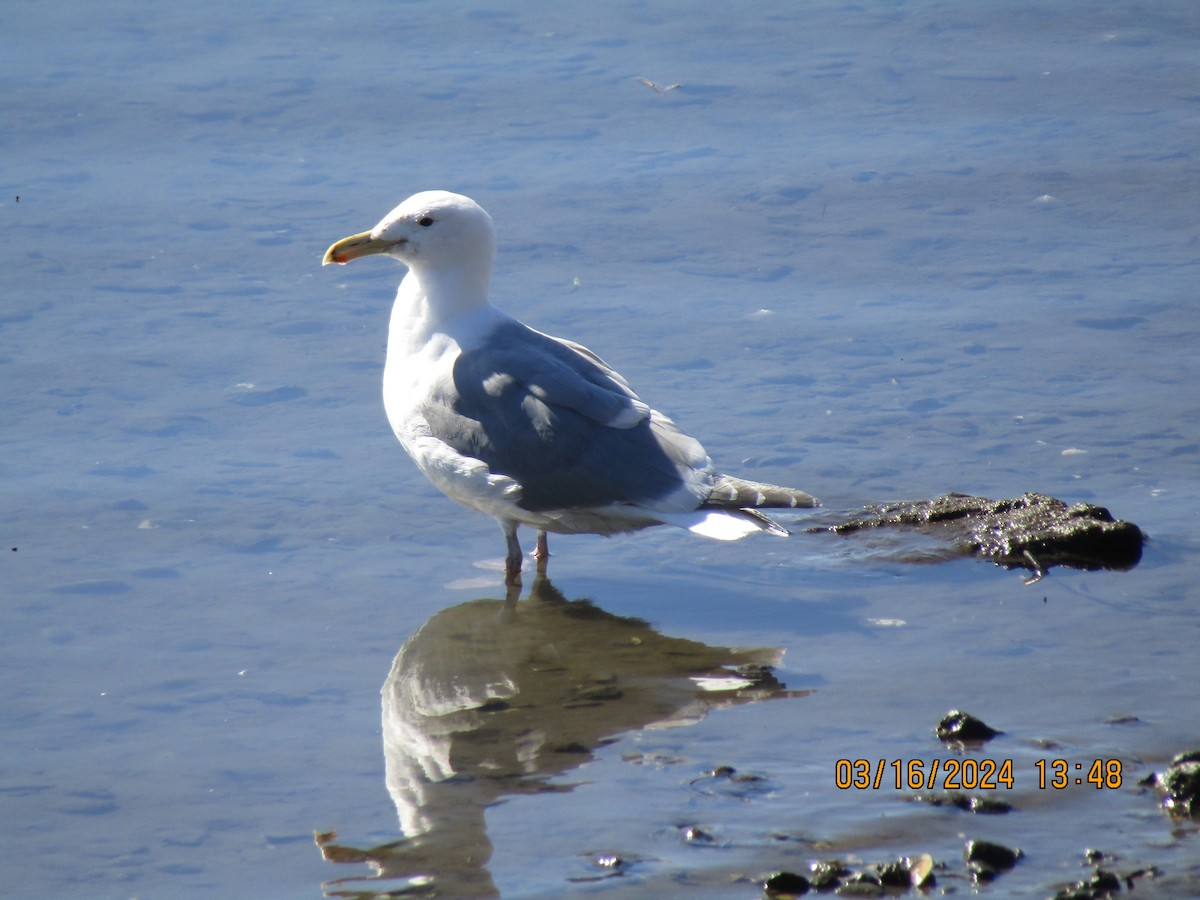 California Gull - ML616263675