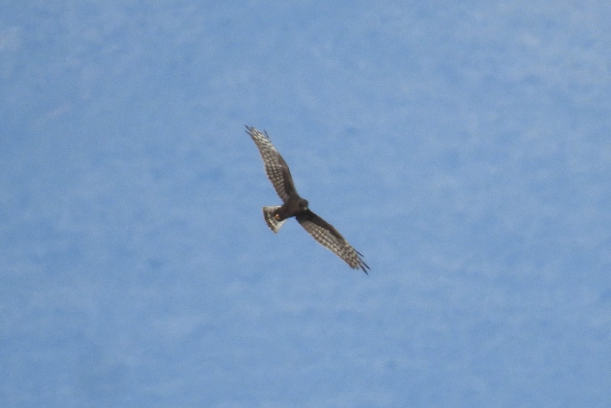 Northern Harrier - ML616263683