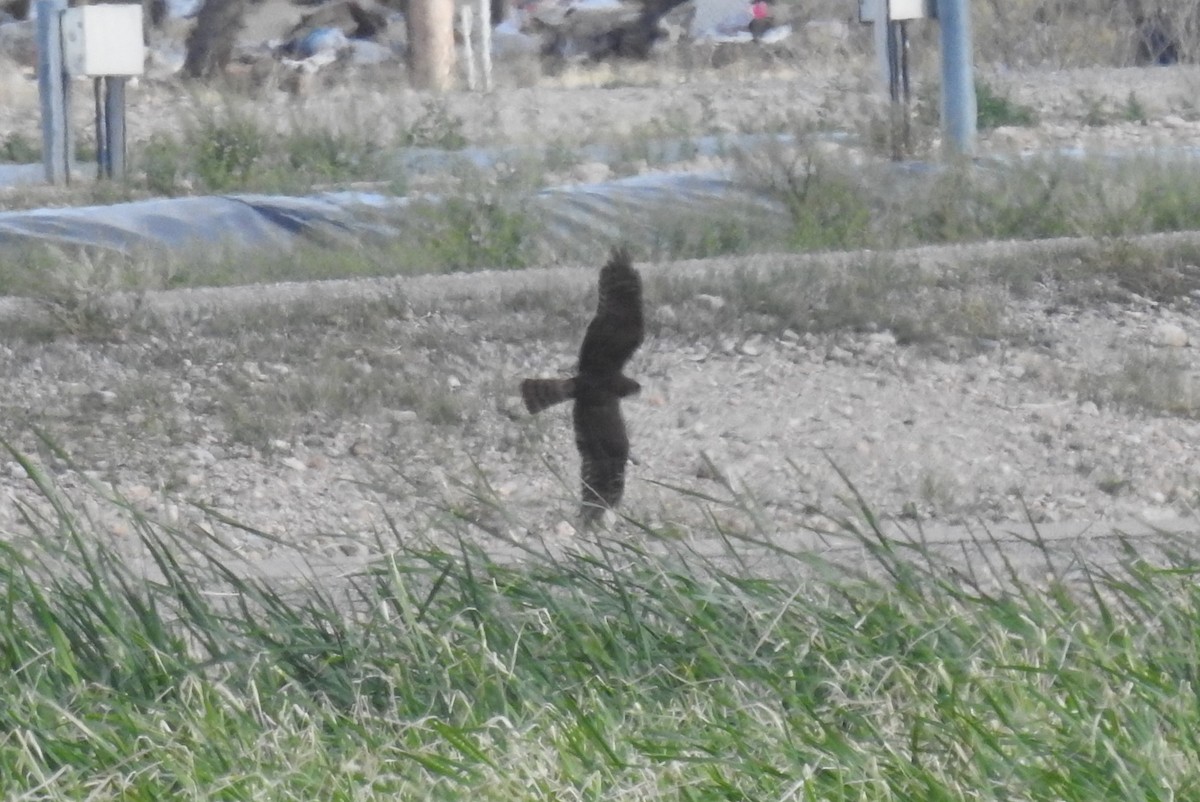 Northern Harrier - ML616263684