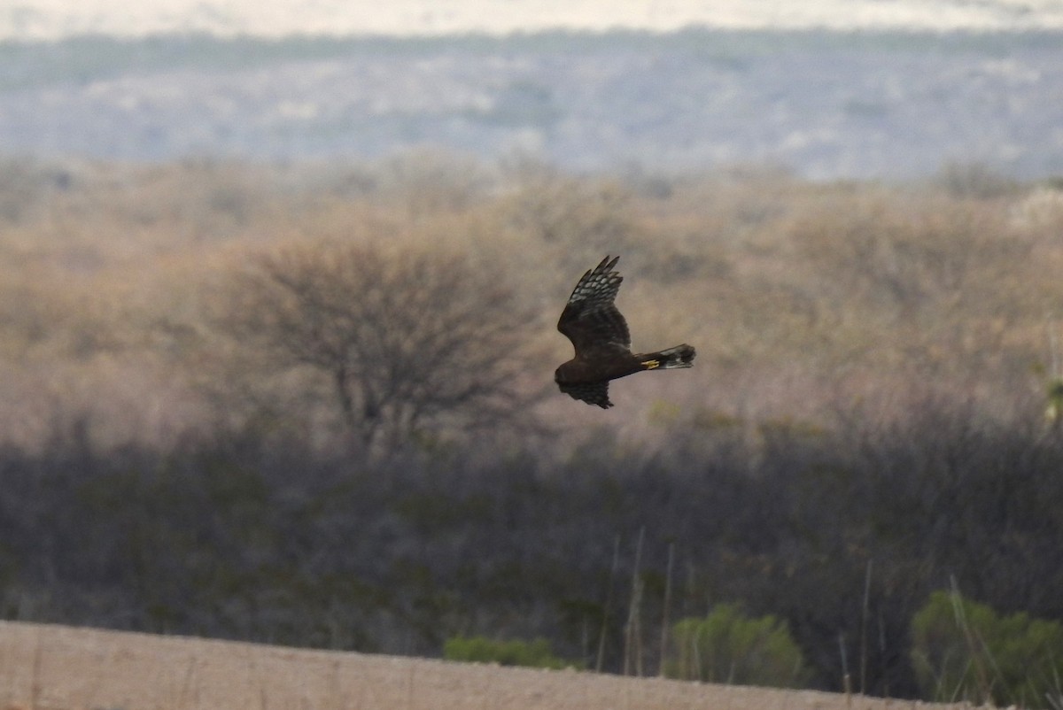 Northern Harrier - ML616263685