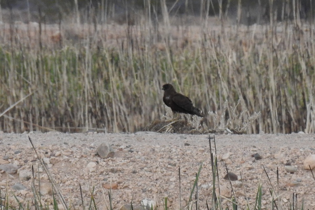 Northern Harrier - ML616263686