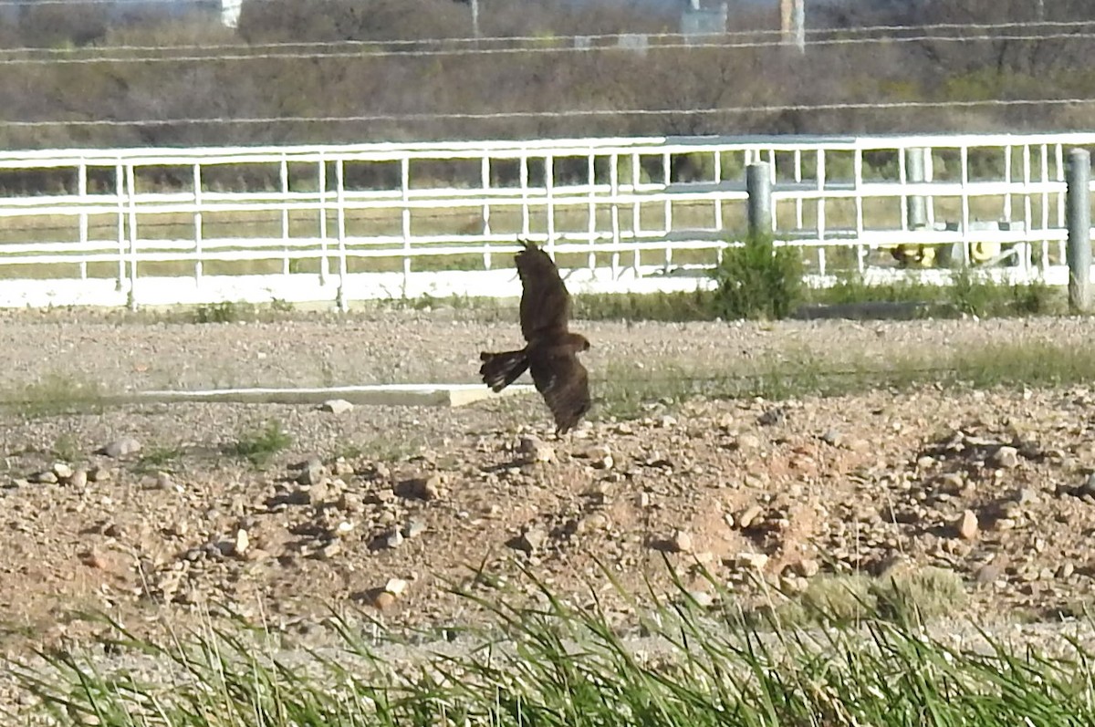 Northern Harrier - ML616263688