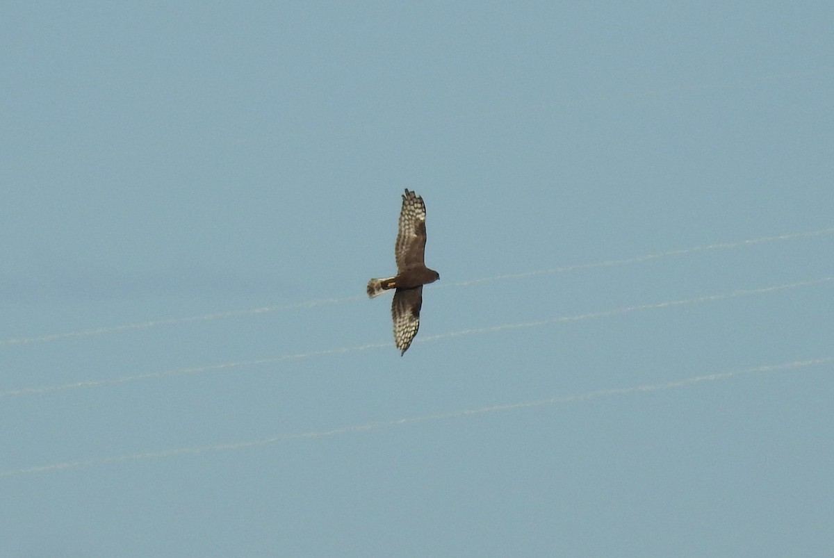 Northern Harrier - ML616263689