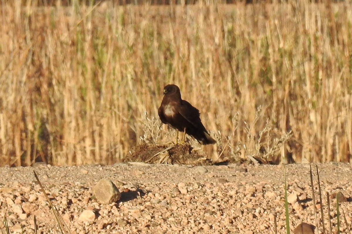 Northern Harrier - ML616263690