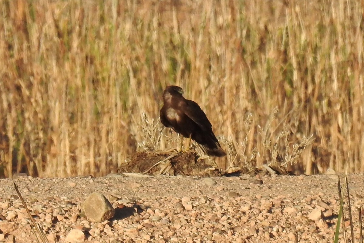 Northern Harrier - ML616263691