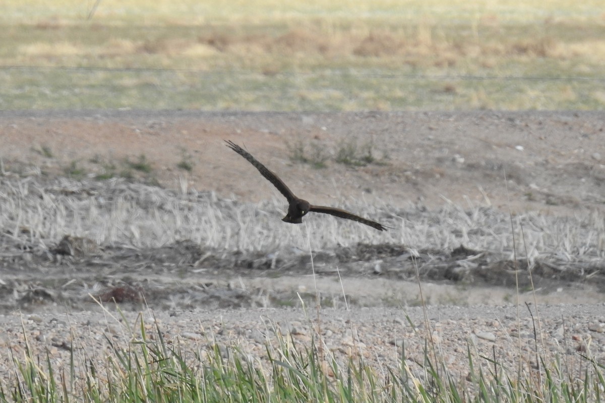 Northern Harrier - ML616263692