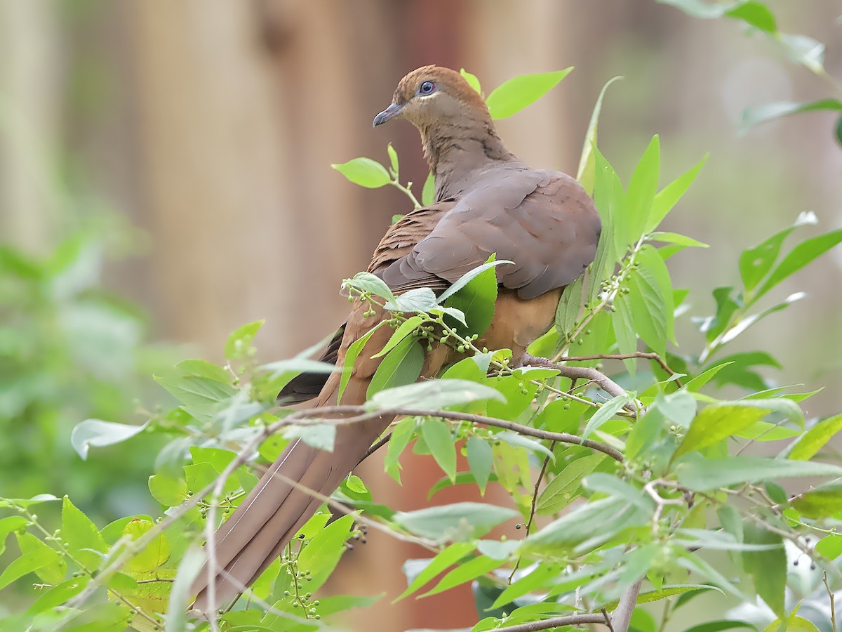 Brown Cuckoo-Dove - ML616263718