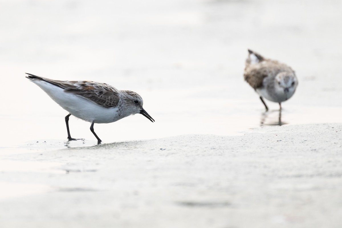 Red-necked Stint - ML616263756