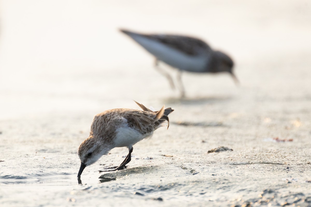 Red-necked Stint - ML616263757