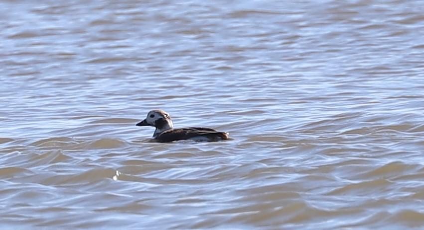 Long-tailed Duck - ML616263881