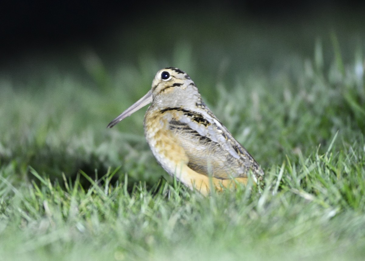 American Woodcock - Daniel King