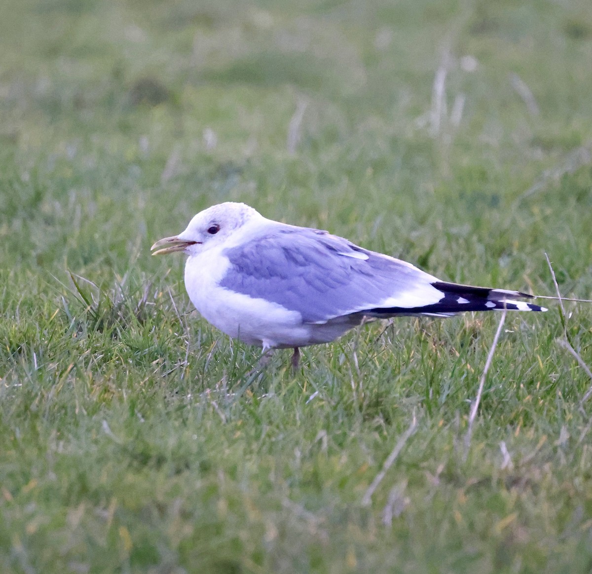 Common Gull - ML616263909