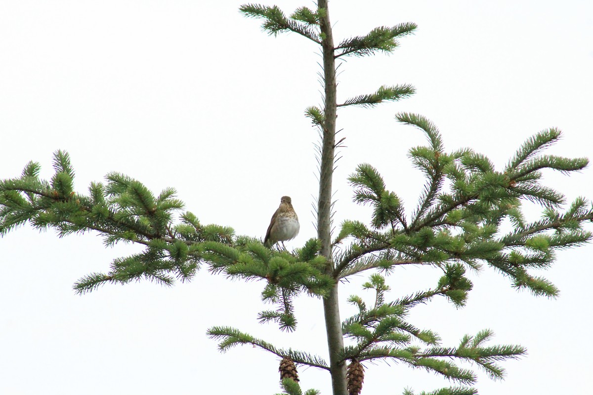 Swainson's Thrush - ML61626391