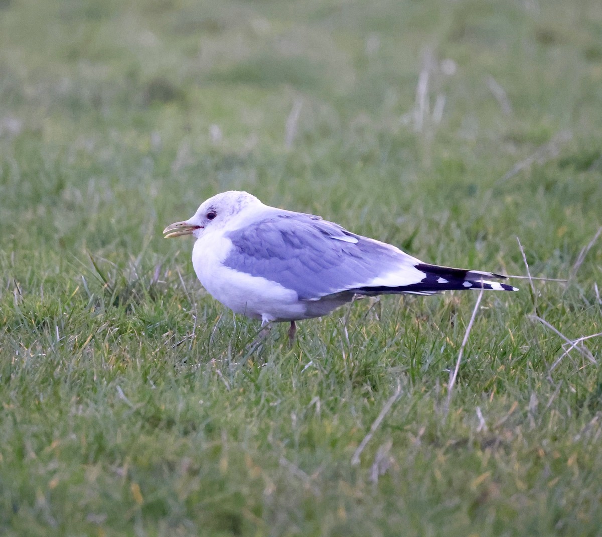 Common Gull - Cheryl Rosenfeld