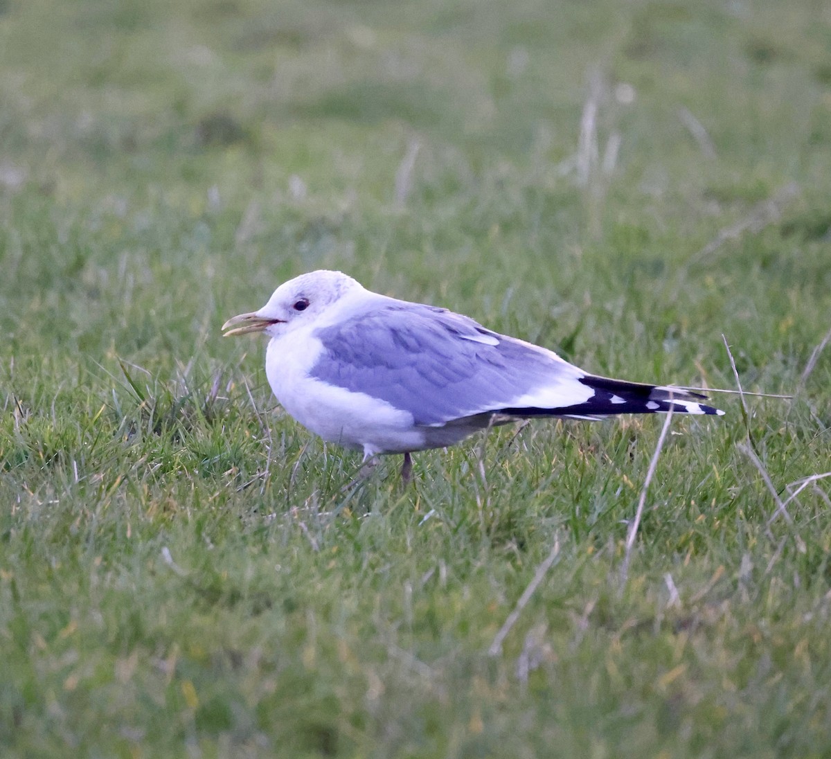 Common Gull - ML616263911