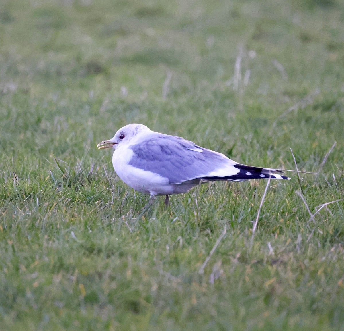 Common Gull - ML616263912