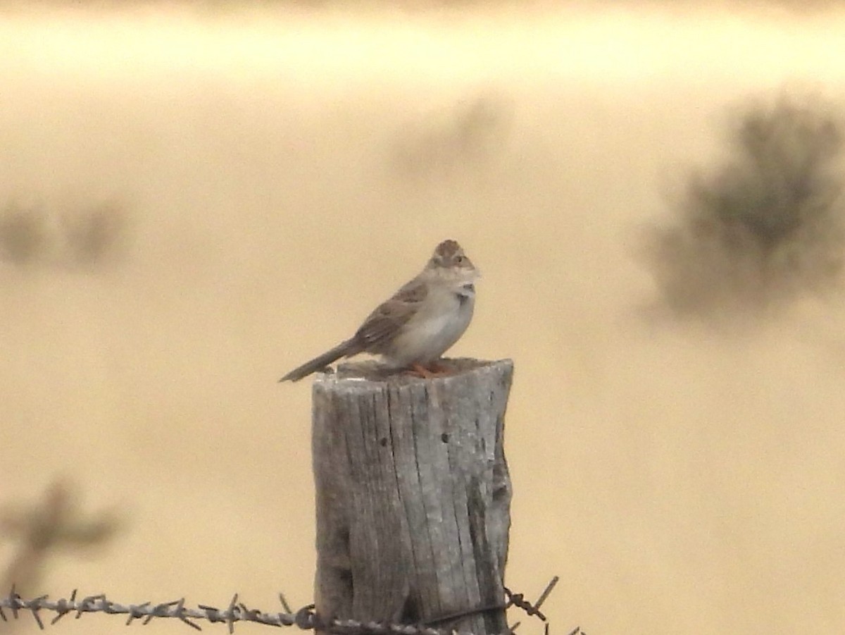 Cassin's Sparrow - Nick Komar