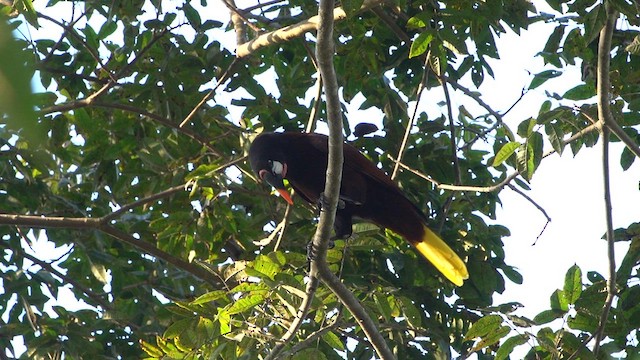 Montezuma Oropendola - ML616264012