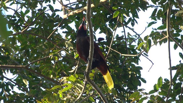 Montezuma Oropendola - ML616264015