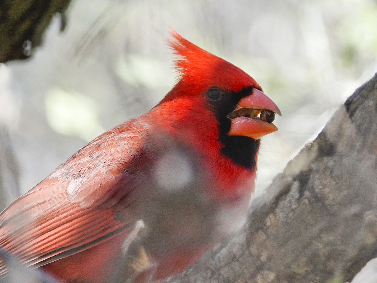 Cardinal rouge - ML616264040