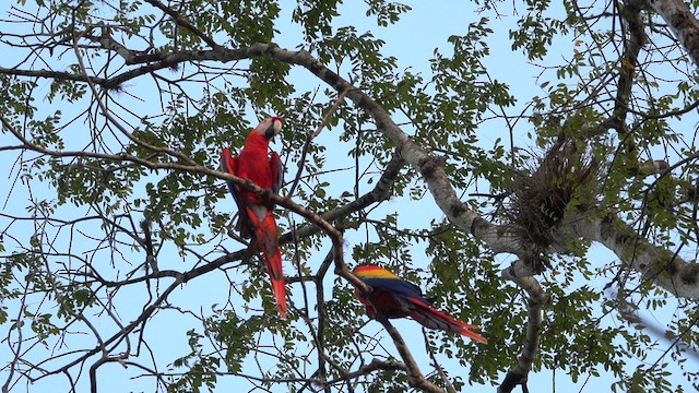 Scarlet Macaw - ML616264045