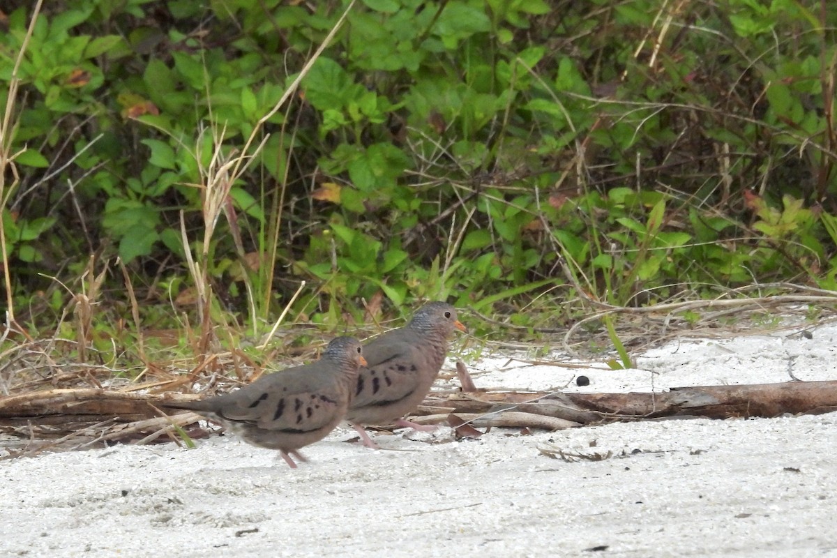 Common Ground Dove - ML616264075