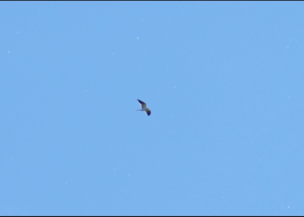 White-tailed Kite - ML616264086