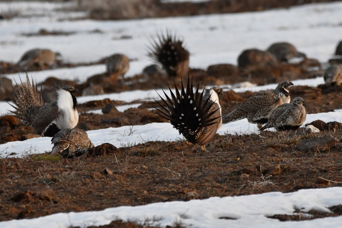 Greater Sage-Grouse - ML616264105