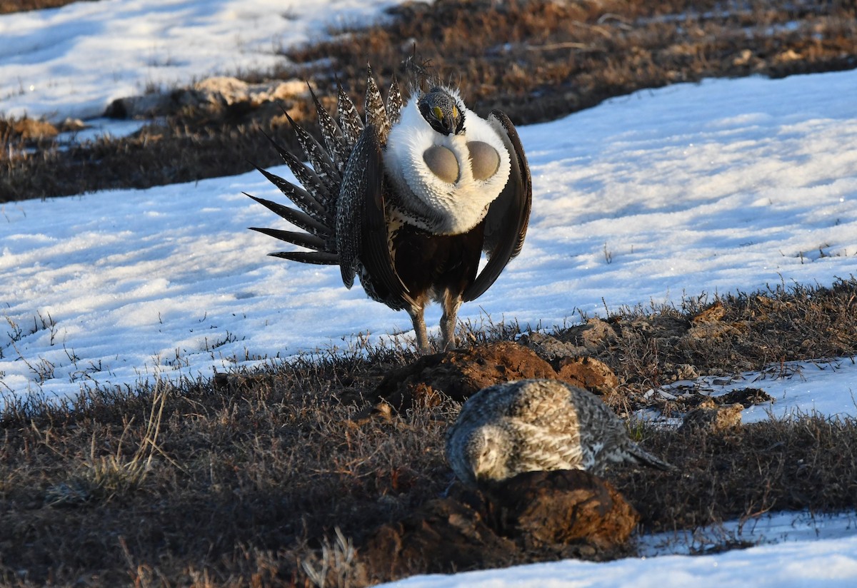 Greater Sage-Grouse - ML616264121