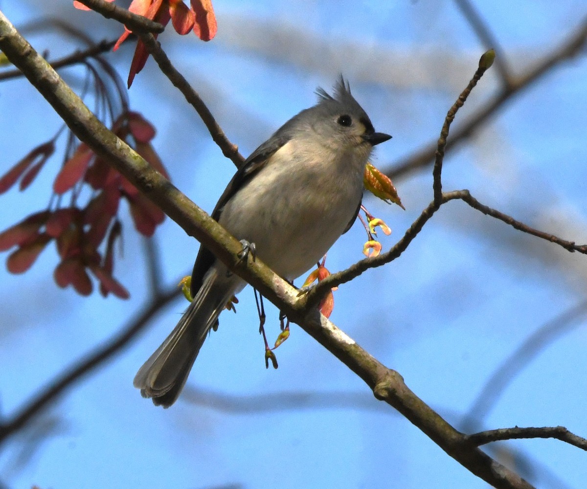 Tufted Titmouse - ML616264124