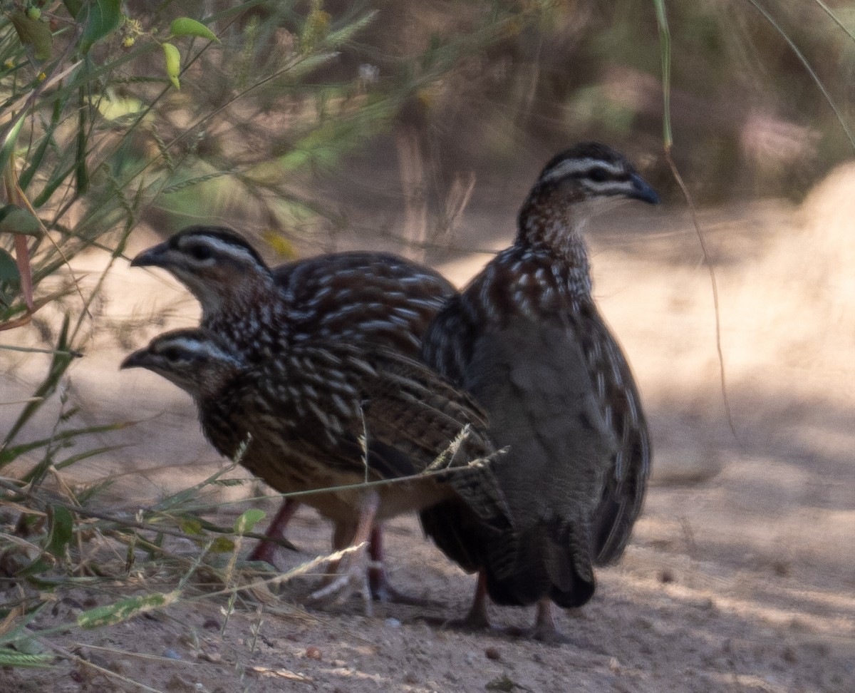 Crested Francolin - ML616264214