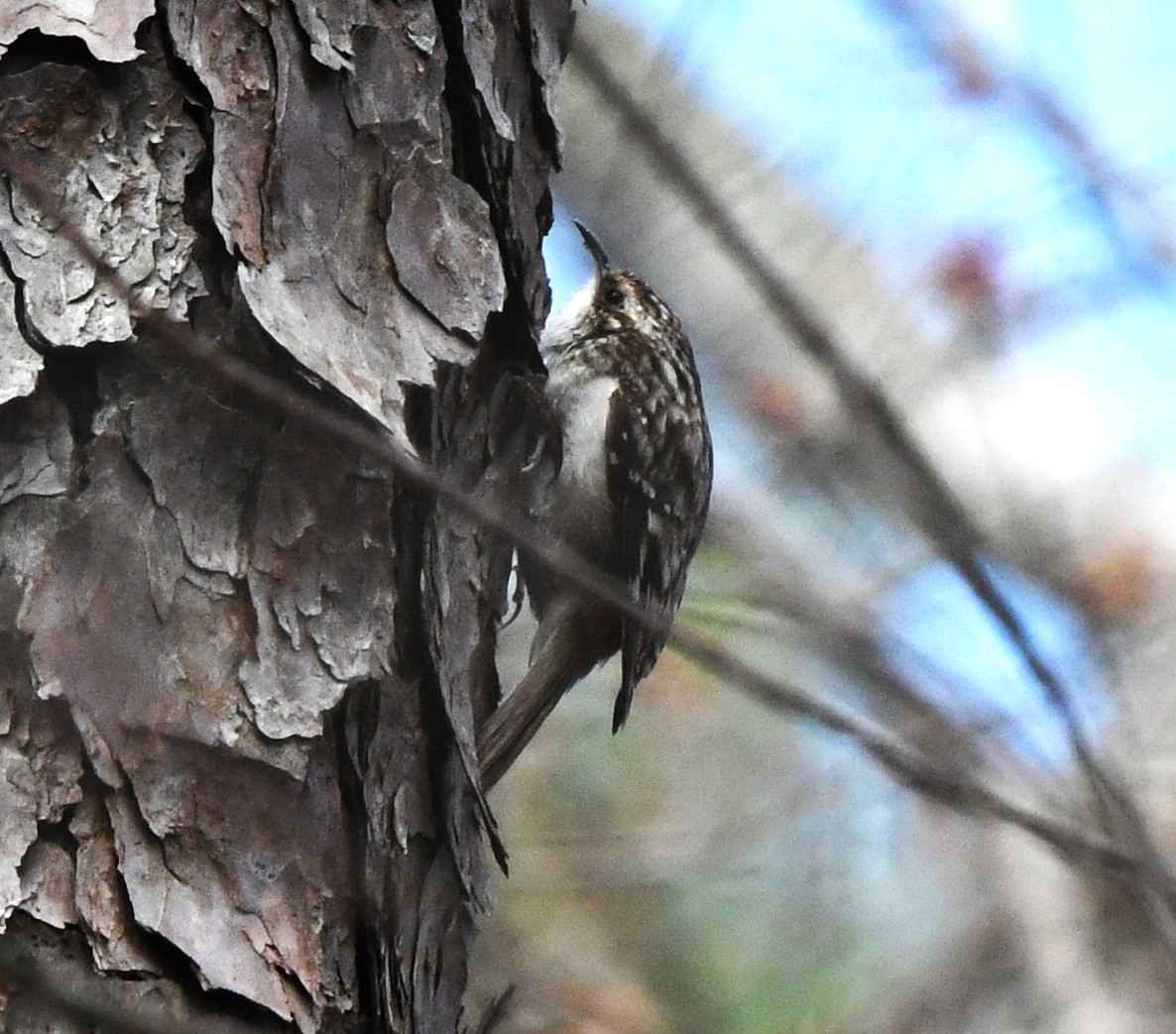 Brown Creeper - David True