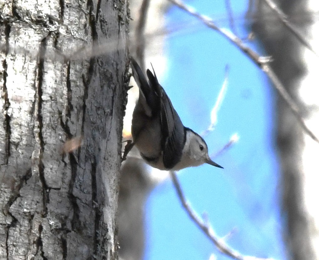 White-breasted Nuthatch - ML616264227