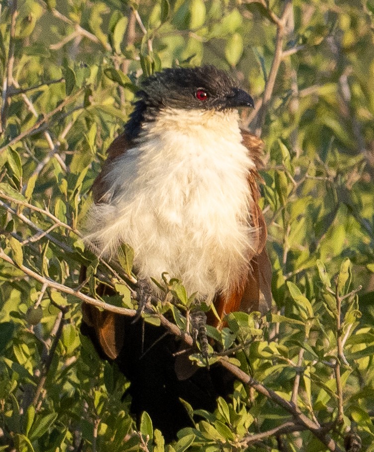 White-browed Coucal - ML616264231