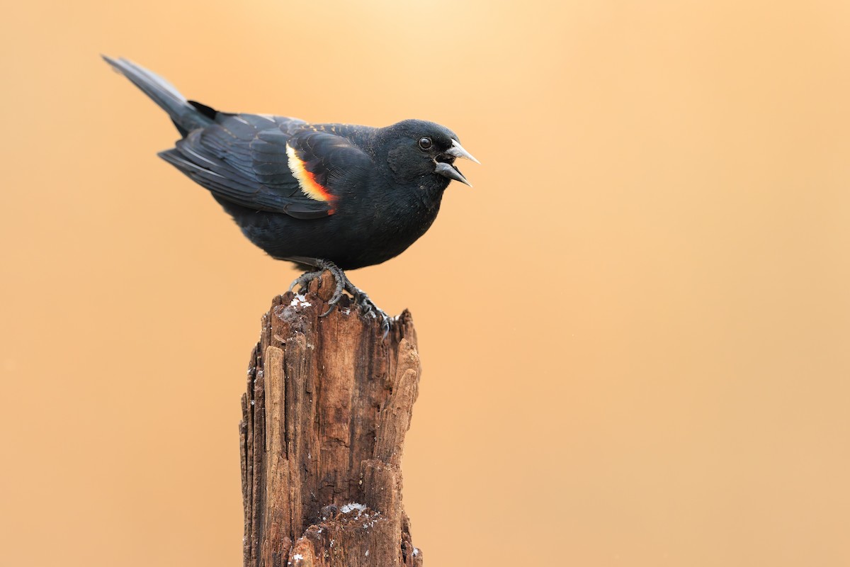 Red-winged Blackbird - ML616264238