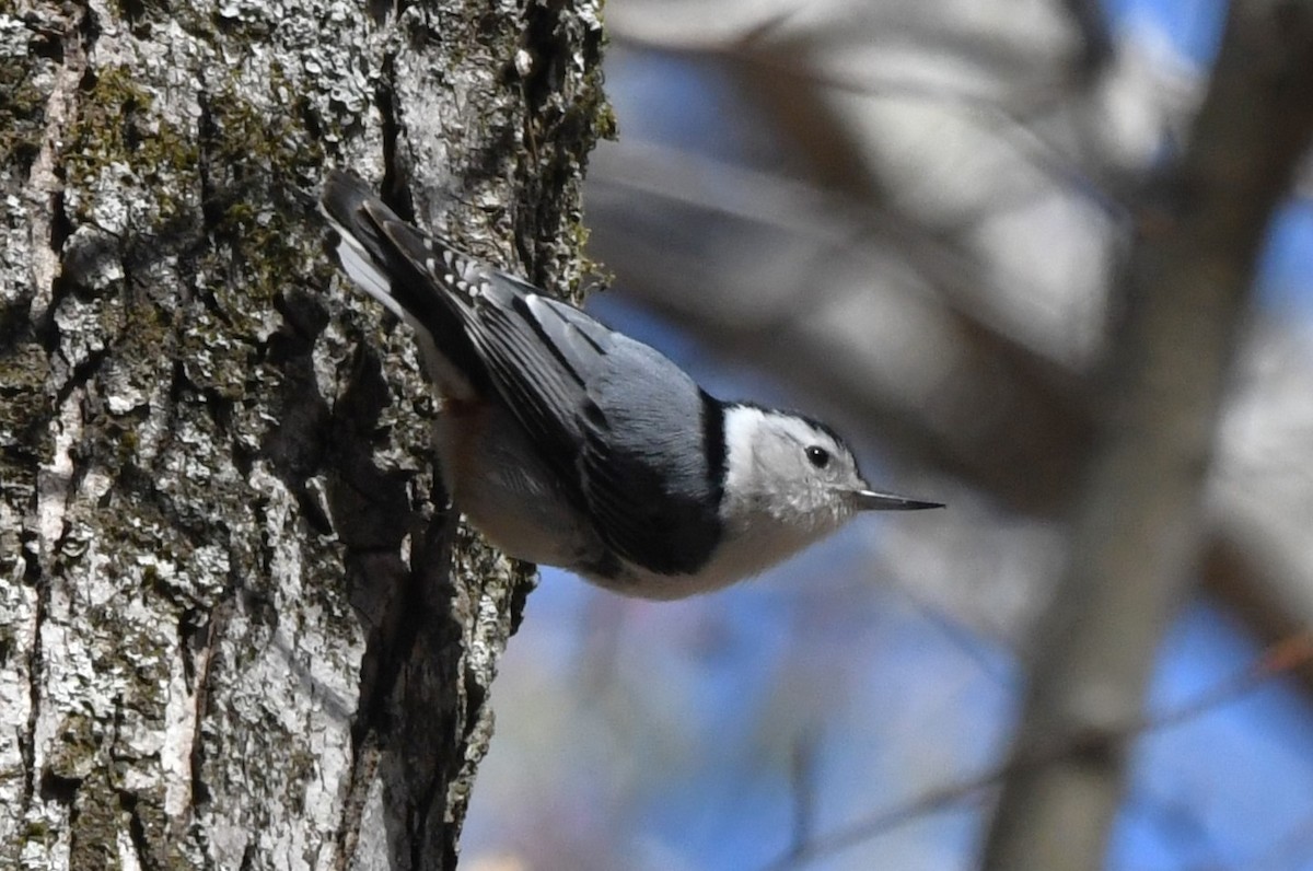 White-breasted Nuthatch - ML616264240